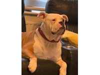 gumtree old english sheepdog